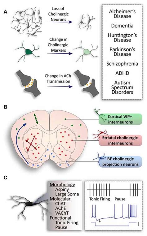 cholinergic neurons